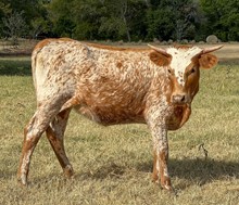 HC HALO RUBY SUE