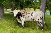 BUX APPALOOSA